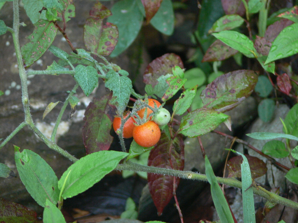 Solanum lycopersicum