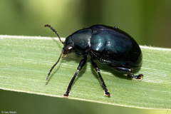 Typophorus