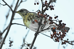 Turdus pilaris