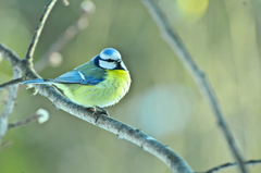 Cyanistes caeruleus