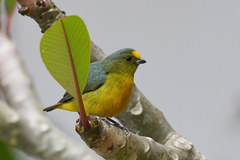 Euphonia mesochrysa