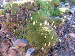 Bryum calobryoides