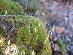 Bryum calobryoides