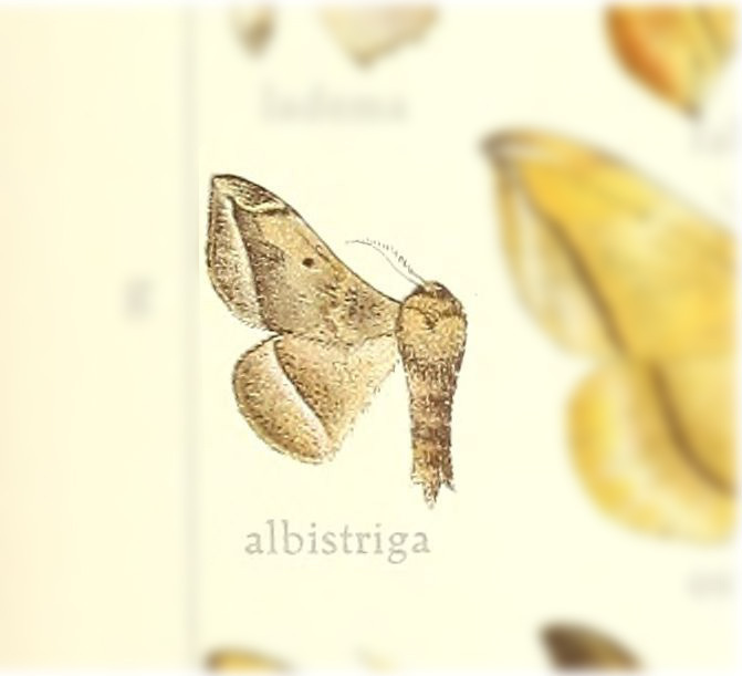 Pamea albistriga