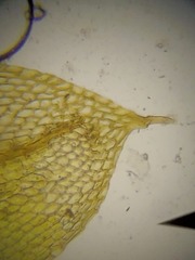 Bryum calobryoides