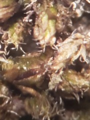 Bryum calobryoides