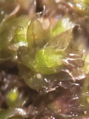Bryum calobryoides
