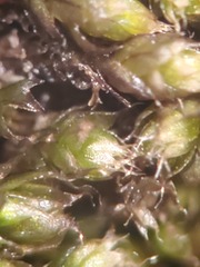 Bryum calobryoides
