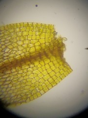 Bryum calobryoides