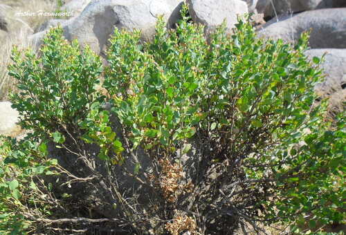 Small-leaved Fluff-bush