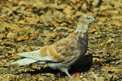 Columba livia domestica