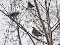 Turdus pilaris