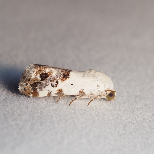 One-spotted Bird-dropping Moth photo 4