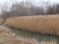 Phragmites australis