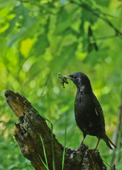 Sturnus vulgaris