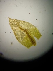 Bryum calobryoides