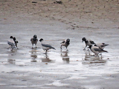 Corvus cornix