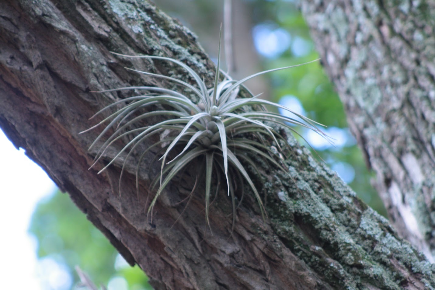 Tillandsia pohliana