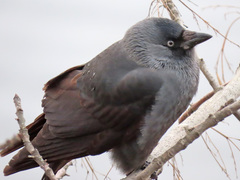 Corvus monedula