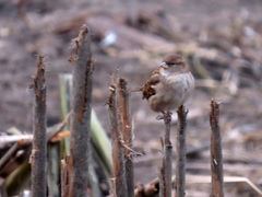 Passer domesticus