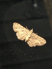 Chloroclystis filata