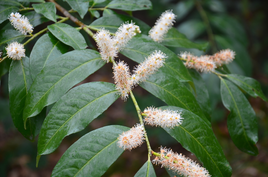 Prunus laurocerasus