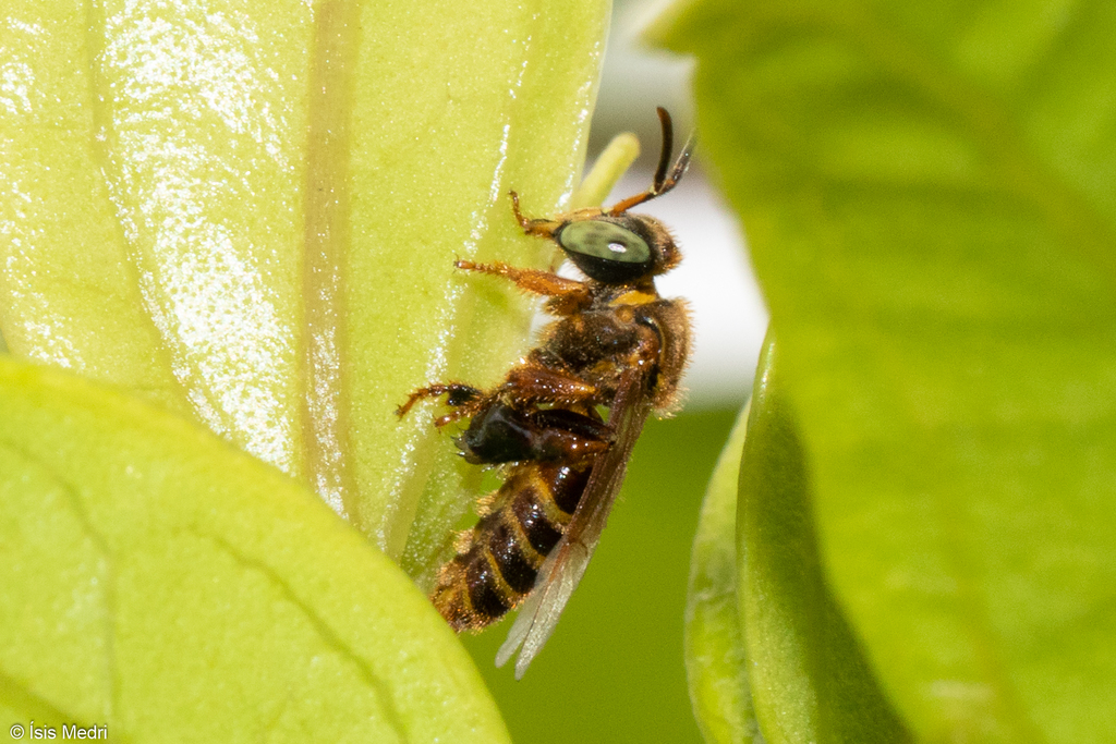 Clavate-legged Stingless Bee