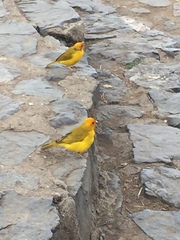 Sicalis flaveola