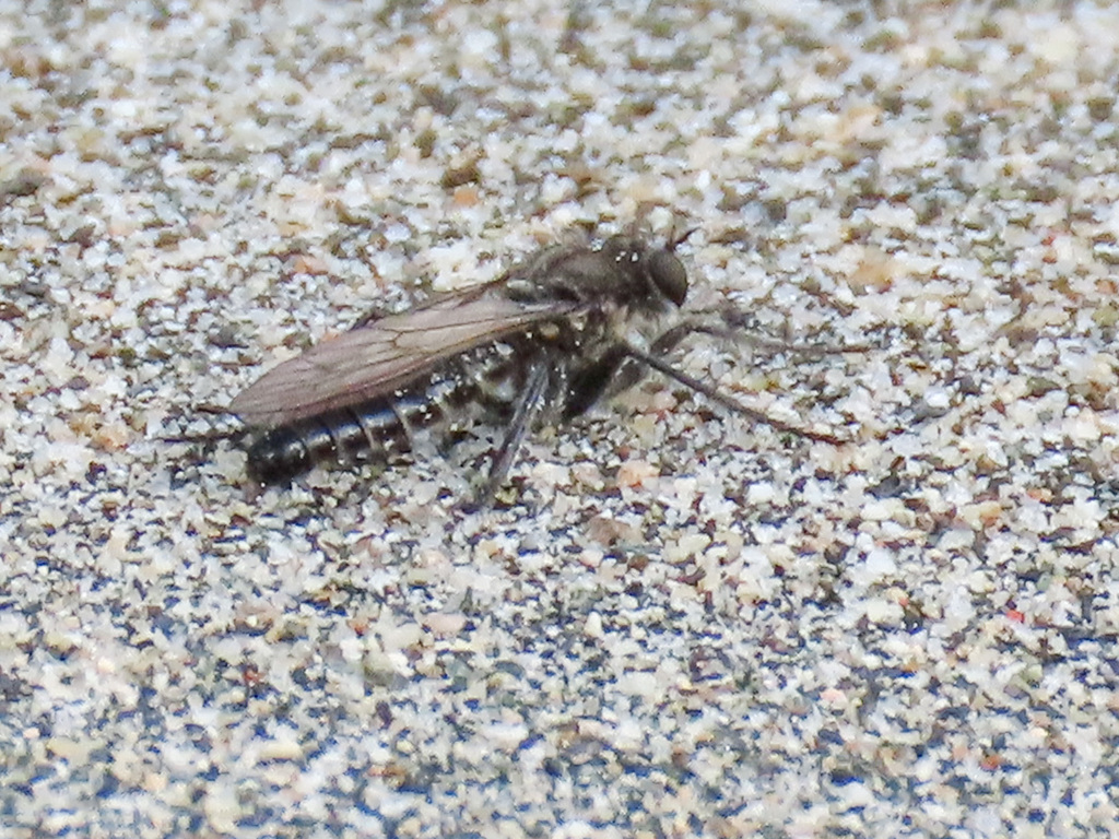 Lasiopogon septentrionalis