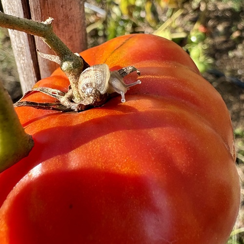 Cornu aspersum