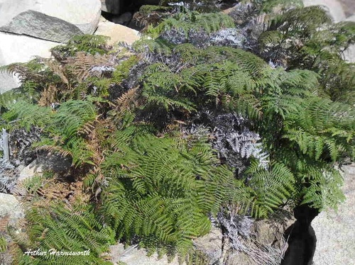 Southern Bracken