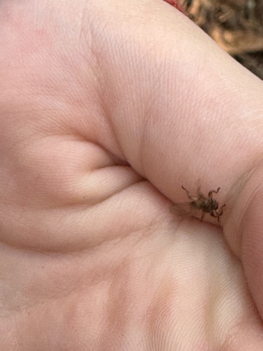Unknown species found near Petersburg, PA, US