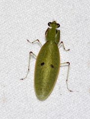 Hyalomantis