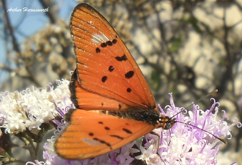 Clear-spotted Acraea