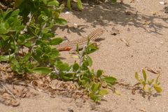 Acanthodactylus erythrurus lineomaculatus