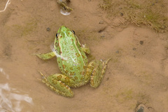 Pelophylax saharicus