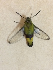 Cephonodes hylas virescens