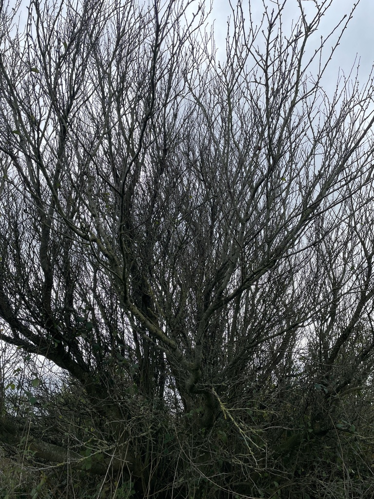 Fagus sylvatica 'Purpurea'