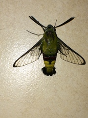 Cephonodes hylas virescens