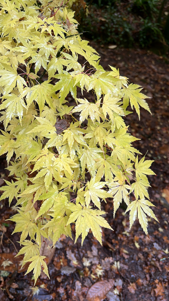 Acer palmatum