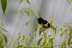 Spinus xanthogastrus