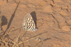 Tarucus theophrastus