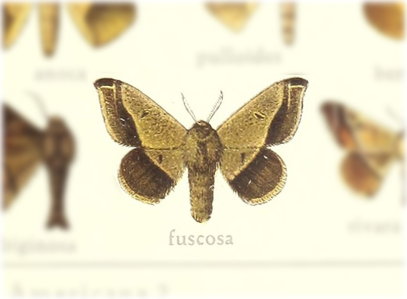 Tarema fuscosa