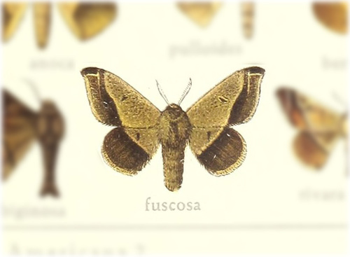 Tarema fuscosa