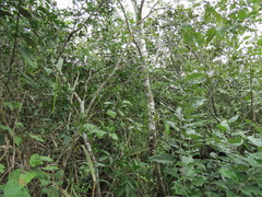 Croton niveus