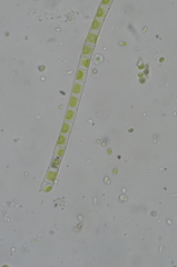 Klebsormidium