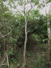 Croton niveus