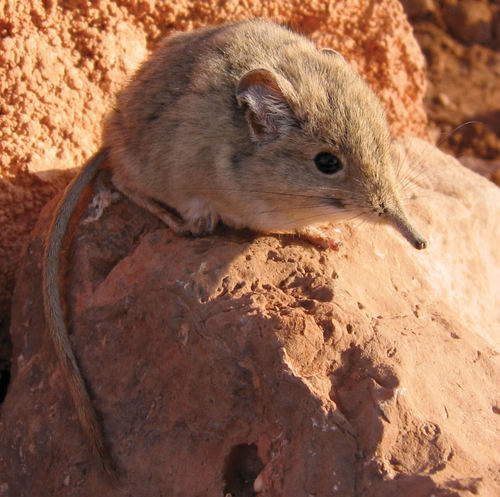 North African Elephant Shrew