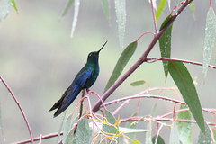 Pterophanes cyanopterus