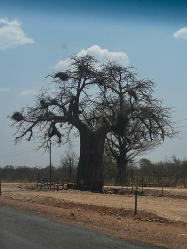 African baobab
